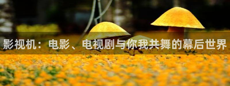 第九影影院16花花影院：影视机：电影、电视剧与你我共舞的幕后世界
